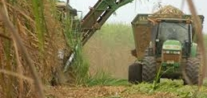 Açúcar: Perspectiva de alta