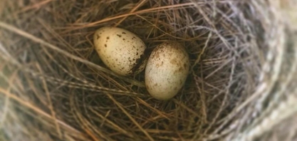 Bicudos já reproduzem na RPPN da Coruripe em Januária