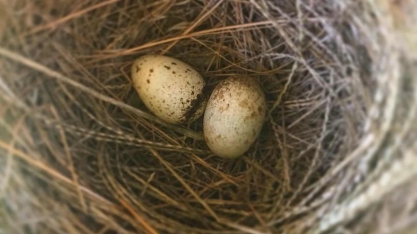 Bicudos já reproduzem na RPPN da Coruripe em Januária