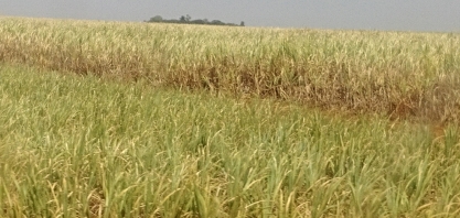 Nem a cana está aguentando o calor extremo