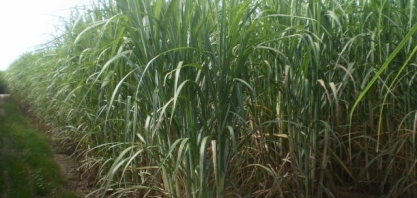 Soja e melhoria de ambientes restritivos na cana são temas de Dia de Campo