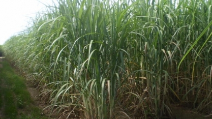 Soja e melhoria de ambientes restritivos na cana são temas de Dia de Campo
