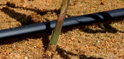 Técnica de cultivo de mudas de cana de açúcar tem aumentando produtividade, em Itumbiara