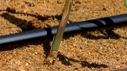 Técnica de cultivo de mudas de cana de açúcar tem aumentando produtividade, em Itumbiara