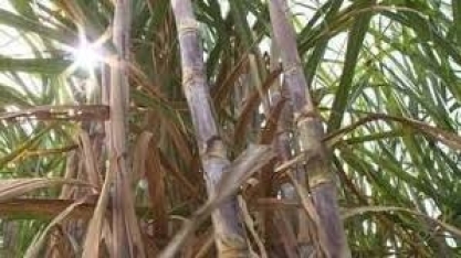 Empresas aceleram na corrida verde e buscam alternativas ao plástico