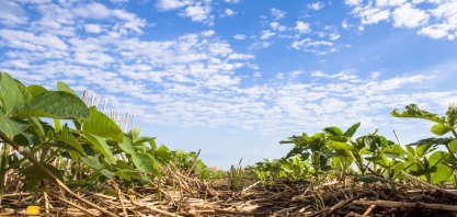 Bons resultados com a rotação soja e cana faz o método já ser tradição na Usina Guaíra