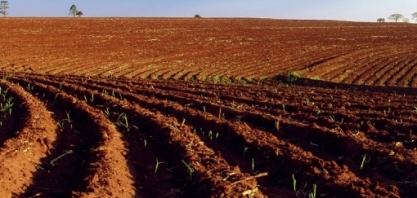Homem ganha da máquina no plantio da cana