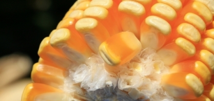 Etanol de milho avança