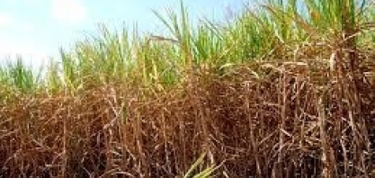 Chuva irregular leva preocupação à safra 2019/20 de cana-de-açúcar do Brasil