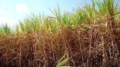Chuva irregular leva preocupação à safra 2019/20 de cana-de-açúcar do Brasil