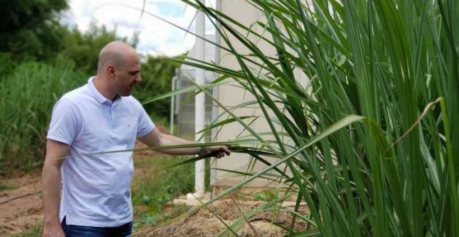 Hugo Molinari, da Embrapa: projeto para desenvolver variedades resistentes à broca-da-cana (foto: Daniela Collares/Divulgação Embrapa Agroenergia)