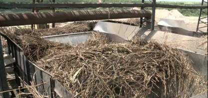 Setor de cana se recupera em AL depois de registrar pior safra da história devido à seca