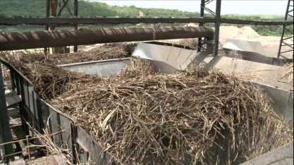 Setor de cana se recupera em AL depois de registrar pior safra da história devido à seca