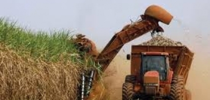 Centro-sul deve produzir neste ano menor volume de açúcar desde 2009/10, diz FCStone