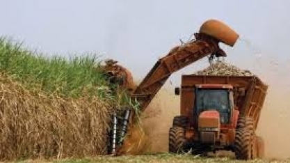 Centro-sul deve produzir neste ano menor volume de açúcar desde 2009/10, diz FCStone