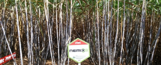 FMC é apoiadora Máster do VIII Encontro Cana Substantivo Feminino