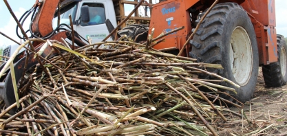 Safra 18/19 em AL entra no sexto mês de moagem