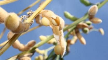 Paraguai terá complexo de combustíveis renováveis de 2ª geração