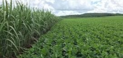 Soja supera o milho em área plantada e segue em expansão no estado de São Paulo, aponta IEA