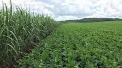 Soja supera o milho em área plantada e segue em expansão no estado de São Paulo, aponta IEA