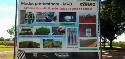 Produtor desenvolve 100% das MPBs utilizadas em suas reformas de canavial, que somam cerca de 1500 hectares anuais
