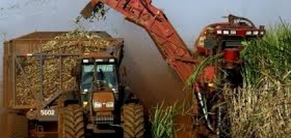 Canaviais Impactados com Seca e Calor