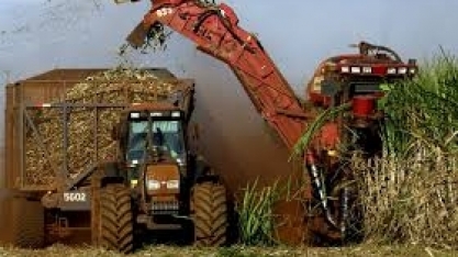 Canaviais Impactados com Seca e Calor