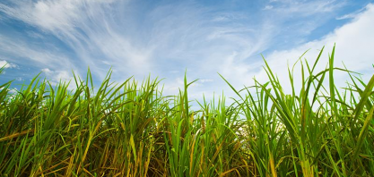 Feplana e Unida rejeitam cobrança por mais tempo de cultivares de cana já em uso
