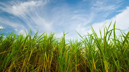 Feplana e Unida rejeitam cobrança por mais tempo de cultivares de cana já em uso