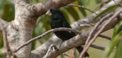 EXCLUSIVA - Já somam 24 casais de Bicudos na RPPN Porto Cajueiro em MG