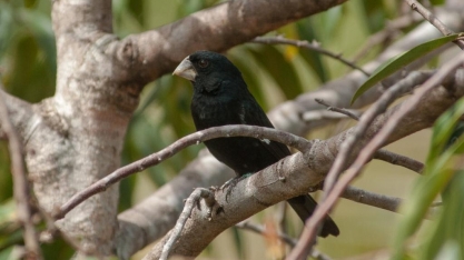 EXCLUSIVA - Já somam 24 casais de Bicudos na RPPN Porto Cajueiro em MG