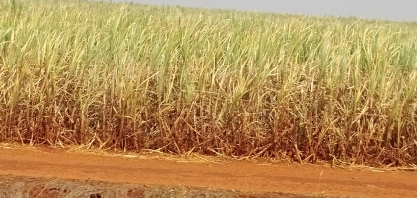 Estiagem castigou canaviais paulistas em janeiro. Veja como deve ser o clima nos próximos meses