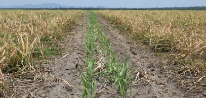 Meiosi inova o plantio de cana em AL