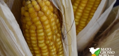 Grupo O+ Participações e Inpasa se unem e investem R$ 800 mi para produzir etanol de milho em Nova Mutum