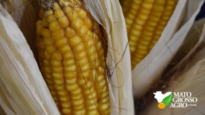 Grupo O+ Participações e Inpasa se unem e investem R$ 800 mi para produzir etanol de milho em Nova Mutum