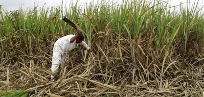 Índia alivia déficit mundial de açúcar, aponta INTL FCStone 