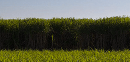 Com maior renovação em anos, Raízen vê safra de cana 2019/20 até 5,5% maior