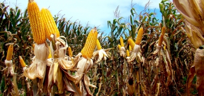 Produção de etanol de milho deve atingir 1,4 bi de litros em 2019, diz Unem