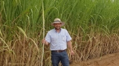 Variedade hiper precoce de cana-de-açúcar se destaca na região de Avanhandava/SP