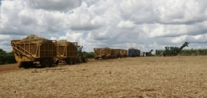 Prazo para declaração de não queima na CETESB termina no dia 15