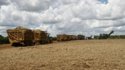 Prazo para declaração de não queima na CETESB termina no dia 15