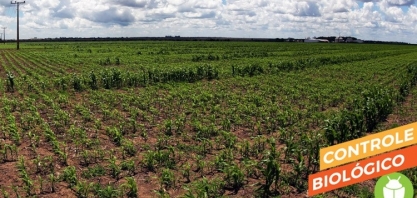 Mercado de biodefensivos cresce mais de 70% no Brasil em um ano