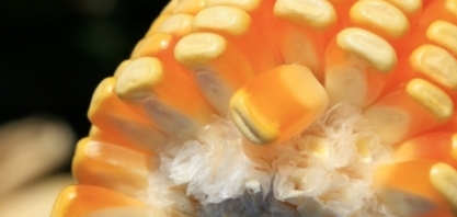 Produção de etanol de milho bateu recorde na 1ª quinzena de março