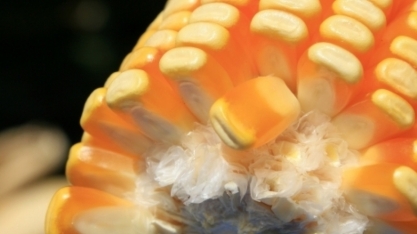 Produção de etanol de milho bateu recorde na 1ª quinzena de março