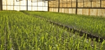 Posicionamento sobre lei de proteção de cultivares