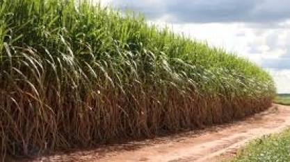 Boletim de Monitoramento da Cana | CTBE/CNPEM