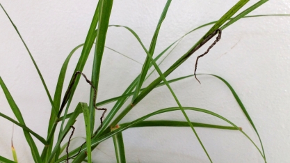 Pesquisa busca plantas resistentes ao carvão da cana-de-açúcar