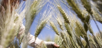 Após cota para trigo dos EUA, Argentina pode rever compra de açúcar brasileiro sem tarifa