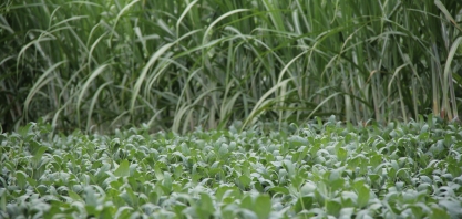 Agrícola Nova América adota agrossistema de produção de cana e grãos e turbina rentabilidade e produtividade das lavouras