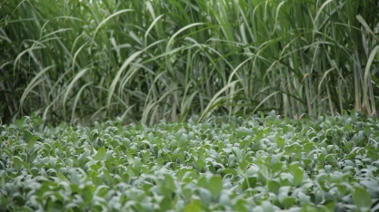 Agrícola Nova América adota agrossistema de produção de cana e grãos e turbina rentabilidade e produtividade das lavouras